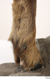 Alpine chamois Rupicapra rupicapra foot hoof leg 0015.jpg